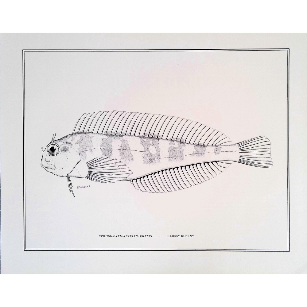 1985 Glossy Blenny Original Fish Book Plate Tropical Ocean Wall Art Print